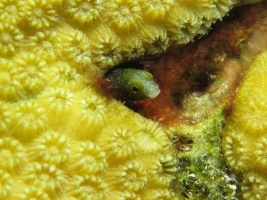 3 Spinyhead Blenny IMG 4038